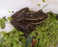 Northern Leopard Frog